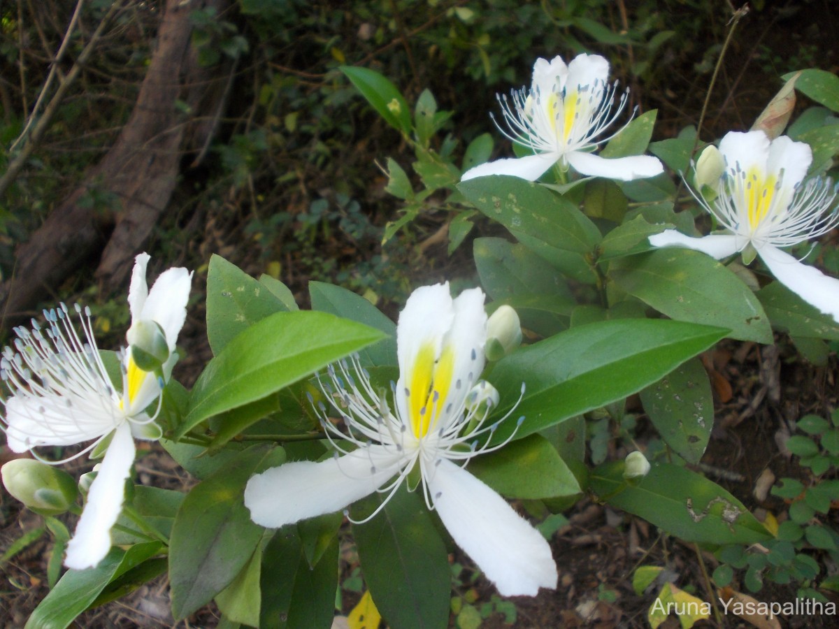 Capparis brevispina DC.